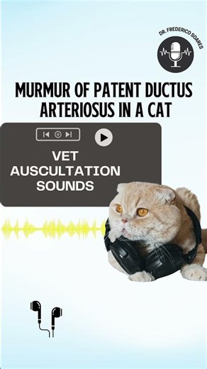 Continuous murmur from a left-to-right shunt in a domestic shorthair with patent ductus arteriosus
