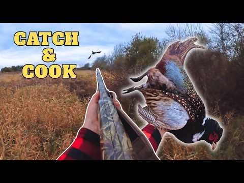 Some Quick Morning Hunting Success (Catch and Cook) | Pheasant Hunting 2025