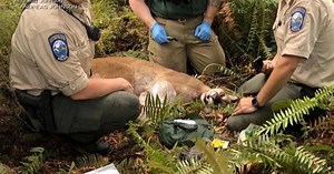Cougar attack is Washington state's first in nearly a century
