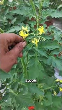 Methodstoincreasetomatoyield#tiktok#Foryou#konwledge#fyp#tom... #Shorts #lanwanzhong0039