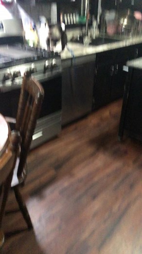 Mama G working with Zeke on placement training🐒❤️ ##foryou #monkey #training #fypシ゚ #monkeylife #smartmonkey #vibes #monkeysoftiktok