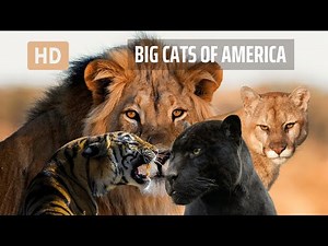 Rare Encounters: Majestic Big Cats of North America || Wild Wonderscape
