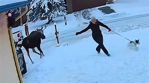 Alce ataca menina que passeava com seu cachorro em bairro do Alasca
