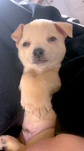 Listen to the sweet sounds of baby Chris Farley 🎵 #doyouhavethetimetolistentomewhine #greenday #shelterpuppy #fosterpuppy #ahnm #animalhumanenm | Animal Humane New Mexico