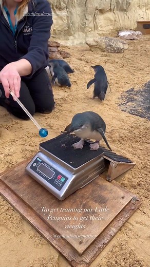 SEA LIFE Sydney Aquarium on TikTok
