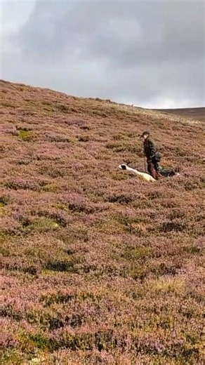 Hiding away in the camera roll was this video of an English setter, on point, while out counting grouse, back before the season began Very skilled dogs and handlers, working together to count the grouse on a Grampian Estate Brilliant to see! #countrysideliving #MoorlandMatters #managedmoorland #ruralcommunities #ruraljobs #grampianmoorlandgroup | Grampian Moorland Group
