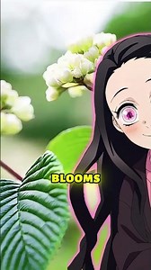 Nezuko Name Secret You Missed