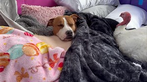 Cuddle piles are my favourite. | Esther the Wonder Pig