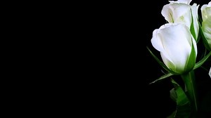 Time-lapse White Roses Blooming Studio Shot Stock Footage Video (100% Royalty-free) 24562919 | Shutterstock