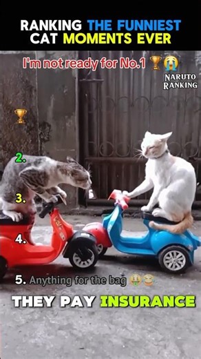 They forgot they are cats 💀