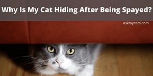 Why Is My Cat Hiding After Being Spayed?