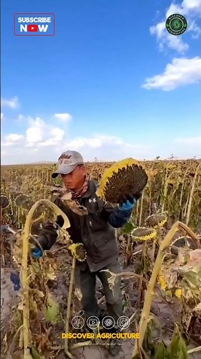 Sunflower Seed Harvesting 🌻