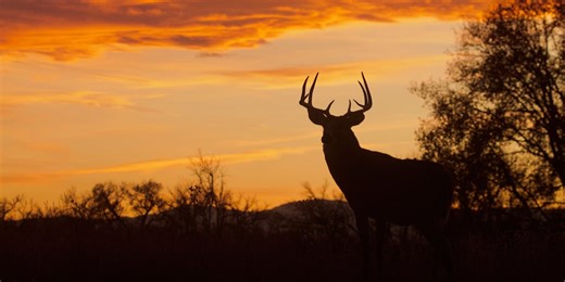 Gladwin Co. deer tests positive for CWD, DNR says