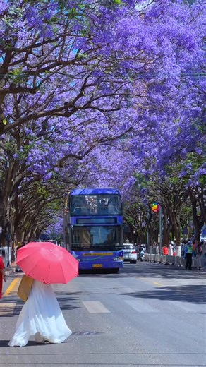 A stunning purple #wonderland In #Kunming (Yunnan Province), the jacaranda trees are in full bloom, bursting forth with vibrant blue flowers that create a dreamscape of blue and purple! (cr: douyin 602633969) | T-Time HK