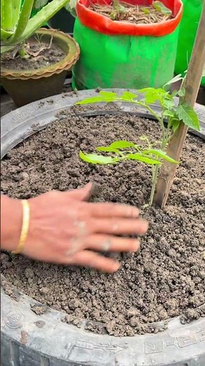 Tomato planting in a used tire by using laying method #tomato #plants #nature #flowers
