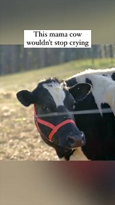 2M views · 93K reactions | When Maybelle came to our sanctuary, she...