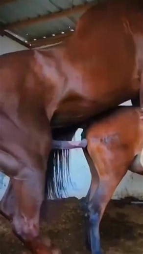 the journey of the fourth attempt at horse reproduction #tiktokgrowthchallenge #breeding #frasianhorse #equestrianlife #horse