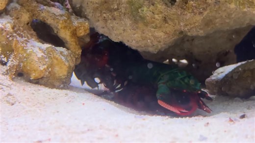 5.3K views | Giant Smashing Mantis Shrimp VS Giant Crabs_00018 | Mantis Haihai | Facebook