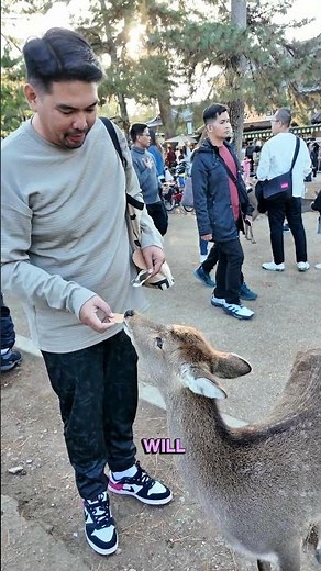 The Bowing Deer of Nara, Japan 🦌 | Japan’s Cutest Tradition! #japantravel