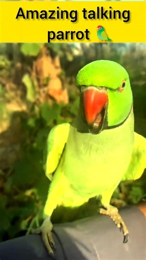 Amazing talking parrot 🦜#shorts #bird