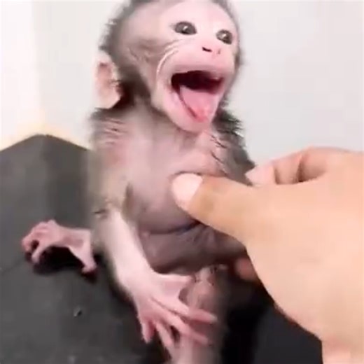 The baby monkey cried when he saw his father taking him for a bath. He tried to refuse because bathing was painful. | Monkey Bibi