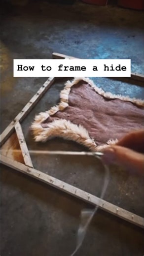 Mara Cur | Fern + Roe Hide Tanning on Instagram: "I use a graduated awl (tapered) - a sharp point on one end + a thicker gauge at the other. Punch holes with this awl instead of a knife to prevent tearing of the leather as it stretches. Works like a charm. Placing these holes 1” from the edge is another key thing for sheepskins, as the leather is a bit more delicate + likes a buffer. Frame can be on the floor, on a table, or standing upright. It can be two trees with two 2x4s lashed across them.