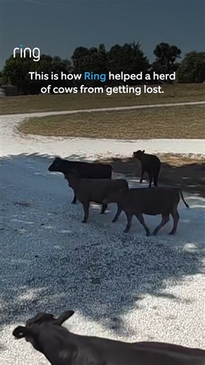Ring alert: Cows on the move. 🐄 | Ring