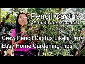 Grow Pencil Cactus (Euphorbia tirucalli) Like a Pro/ Easy Gardening Tips