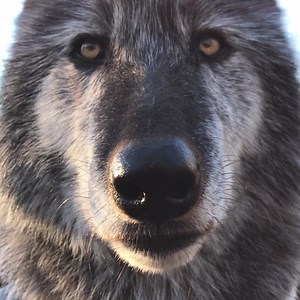 World, say hello to Zephyr! 👋 Fall in love with the striking beauty ➡ http://bit.ly/zephyr-wolf | Wolf Conservation Center