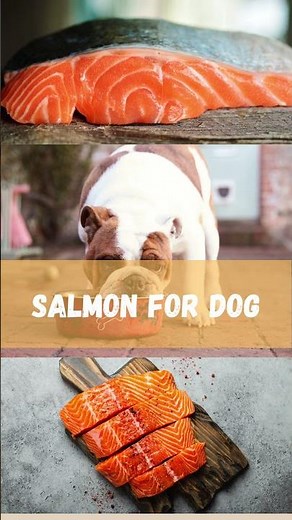 SALMON FOR DOGS: Boost Your Dog's Health with Salmon