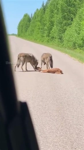 Man Chases Off Wolves To Save Fawn!