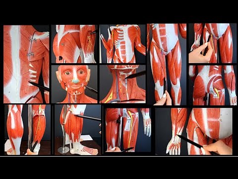 Overview of all the SUPERFICIAL and DEEP muscles of the body