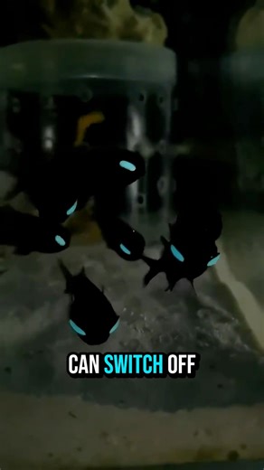 Flashlight fish can literally glow in the dark! ✨ They use bioluminescent bacteria under their eyes to communicate, hunt, and confuse predators. Nature’s own living flashlight—no batteries needed! 🔦🌊 #FlashlightFish #FishTrivia #Bioluminescence #OceanFacts #AquaticLife | GuppyKoi