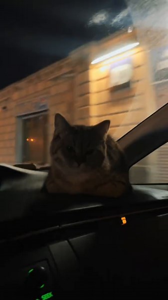 En Eğlenceli Kedi ve Chinchilla Videoları