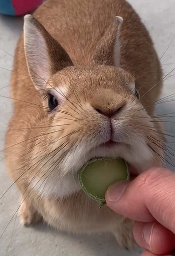 うさぎのアゴすり特集 | チンチンのマーキングに関する動画が見たい！