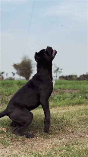 Cane Corso Obedience Training | Sit, Reward, Repeat 🐾