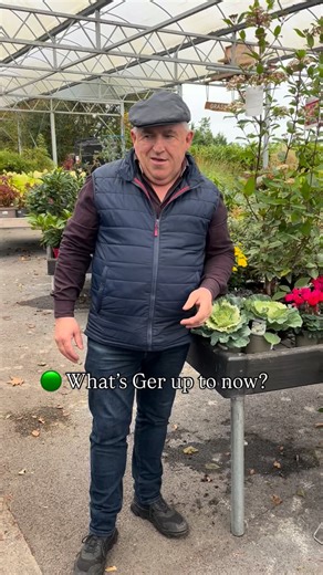 Ger’s been busy picking out some beauties for a customer’s containers — ornamental cabbage, viburnum Lisa Rose, cyclamen and garden mums 🌿 Looking to add some instant colour to your own pots? Give us a call on 091 755 330 or pop in for a chat! ☕🌸 #viburnumrose #cyclamen #gardenmums #ornamentalcabbage #ornamentalkale #bedding #plantedpots #plantedcontainers | McGaugh's Gardening Complex