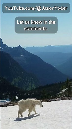 Glacier NP Wildlife: Mountain Goat on a Snowy Ridge