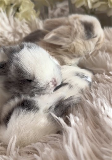 Bunny Care Tips for New Rabbit Owners