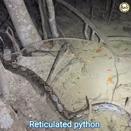 Reticulated python - Malayopython reticulatus - Ular sanca kembang - Released by Mike