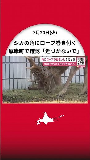 [Deer with rope wrapped around their antlers] A painful sight captured on camera - possibly after...