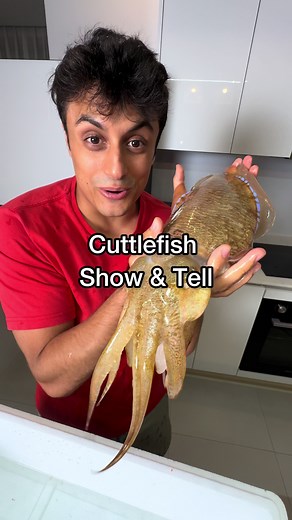Exploring the Fascinating World of Cuttlefish