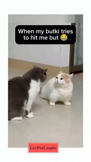 288K views · 20K reactions | Me hasu ki daru woh samjh nai atta  #trendingreels #viralreels #love #girlfriend #bf #gf #cute #couple #gfbf #couplegoals #couplelove #couplefights #husband #wife #cute #lovers #lovefight #cat #cutecat #catmeme #animalmeme #animallover #lovereels #boyfriend #girls #girlfight #catfight #explore #explorepage #explorelove #fyp | Luvfurlaughs | Facebook