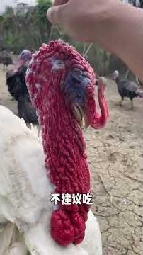 Discover the Top 15 Chicken Varieties: Have You Tasted Them All