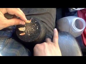 How do you crack your nuts with a mortar and pestle? Shell fragments can be avoided here.