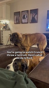1M views · 28K reactions | Want a well behaved dog? Watch this and truly read the words on the screen. This is what 95% of #dogtraining looks like. | Say It Once Dog Training | Facebook
