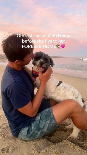 1.2K views · 26 reactions | It’s been a crazy journey! We have been through SO much with this dog勺 she has taught us so much and will always hold a special place in our hearts!! #dogstory #dogcomeback #comeback #recovery #dogrescue #adoptdontshop #adoptme #tripawd #beachdog #streetdog #streetdogs #dogrescuepack | The Expedition.Ola | Facebook