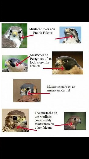 “Falcons with Mustaches ! 🦅😳 | Amazing Falcon ID Guide”