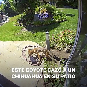 18M views · 85K reactions | Sus chillidos alertaron a su dueña. Y...