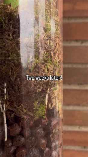 Enhance Your Plant Care with LECA and Sphagnum Moss